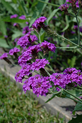 Santos Purple Verbena (Verbena rigida 'Santos Purple') at Lakeshore Garden Centres