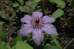 Candy Stripe Clematis (Clematis 'Candy Stripe') at Lakeshore Garden Centres