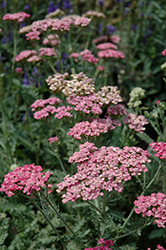 Song Siren Angie Yarrow (Achillea millefolium 'Song Siren Angie') at Lakeshore Garden Centres
