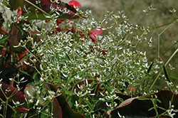 Glitz Euphorbia (Euphorbia graminea 'Glitz') at Lakeshore Garden Centres