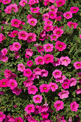 Kabloom Deep Pink Calibrachoa (Calibrachoa 'Kabloom Deep Pink') at Lakeshore Garden Centres