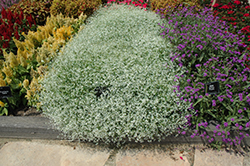 Glamour Euphorbia (Euphorbia graminea 'Glamour') at Lakeshore Garden Centres