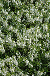 Serenita White Angelonia (Angelonia angustifolia 'PAS811168') at Lakeshore Garden Centres