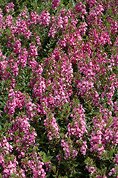 Serenita Raspberry Angelonia (Angelonia angustifolia 'PAS777797') at Lakeshore Garden Centres