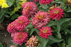 Zahara Double Salmon Rose Zinnia (Zinnia 'Zahara Double Salmon Rose') at Lakeshore Garden Centres