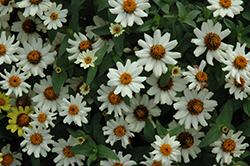 Zahara XL White Zinnia (Zinnia 'Zahara XL White') at Lakeshore Garden Centres