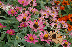 Zahara XL Pink Zinnia (Zinnia 'Zahara XL Pink') at Lakeshore Garden Centres