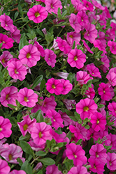 MiniFamous Neo Pink Calibrachoa (Calibrachoa 'MiniFamous Neo Pink') at Lakeshore Garden Centres