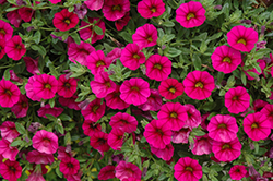 MiniFamous Neo Purple Calibrachoa (Calibrachoa 'MiniFamous Neo Purple') at Lakeshore Garden Centres