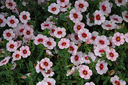 MiniFamous Neo Salmon Pink + Eye Calibrachoa (Calibrachoa 'KLECA14263') at Lakeshore Garden Centres