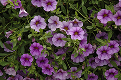 MiniFamous Neo Lavender Blue Calibrachoa (Calibrachoa 'MiniFamous Neo Lavender Blue') at Lakeshore Garden Centres