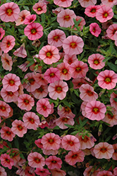 MiniFamous Neo Coral Red Eye Calibrachoa (Calibrachoa 'MiniFamous Neo Coral Red Eye') at Lakeshore Garden Centres