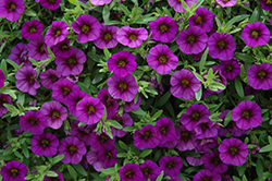 MiniFamous Neo Royal Blue Calibrachoa (Calibrachoa 'MiniFamous Neo Royal Blue') at Lakeshore Garden Centres