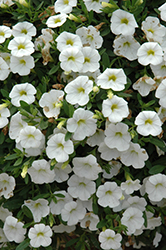MiniFamous Neo White Calibrachoa (Calibrachoa 'MiniFamous Neo White') at Lakeshore Garden Centres