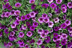 MiniFamous Dark Blue Calibrachoa (Calibrachoa 'KLEC02070') at Lakeshore Garden Centres