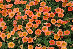 MiniFamous Orange Calibrachoa (Calibrachoa 'MiniFamous Orange') at Lakeshore Garden Centres