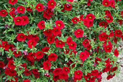 MiniFamous Vampire Calibrachoa (Calibrachoa 'MiniFamous Vampire') at Lakeshore Garden Centres