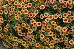 MiniFamous Apricot Red Eye Calibrachoa (Calibrachoa 'MiniFamous Apricot Red Eye') at Lakeshore Garden Centres