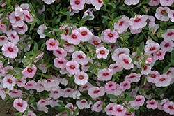 MiniFamous Light Pink Eye Calibrachoa (Calibrachoa 'MiniFamous Light Pink Eye') at Lakeshore Garden Centres