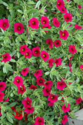MiniFamous Electric Purple Calibrachoa (Calibrachoa 'MiniFamous Electric Purple') at Lakeshore Garden Centres
