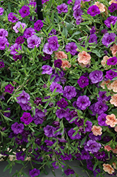 MiniFamous Double Blue Calibrachoa (Calibrachoa 'MiniFamous Double Blue') at Lakeshore Garden Centres