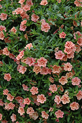 MiniFamous Double Apricot Calibrachoa (Calibrachoa 'MiniFamous Double Apricot') at Lakeshore Garden Centres