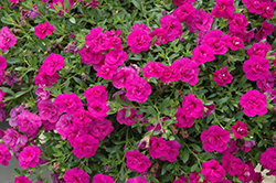 MiniFamous Double Purple Calibrachoa (Calibrachoa 'MiniFamous Double Purple') at Lakeshore Garden Centres