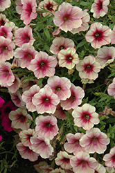 Famous Apricot Sorbet Petunia (Petunia 'Famous Apricot Sorbet') at Lakeshore Garden Centres