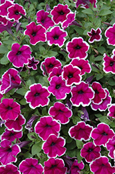 Famous Violet Picotee Petunia (Petunia 'Famous Violet Picotee') at Lakeshore Garden Centres