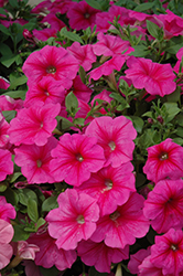 Famous Rose Star Petunia (Petunia 'Famous Rose Star') at Lakeshore Garden Centres