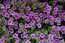 Cabaret Lavender Calibrachoa (Calibrachoa 'Cabaret Lavender') at Lakeshore Garden Centres