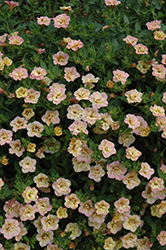 MiniFamous Double Compact Rose Calibrachoa (Calibrachoa 'MiniFamous Double Compact Rose') at Lakeshore Garden Centres