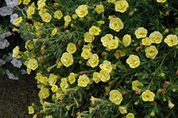 MiniFamous Double Compact Lemon Calibrachoa (Calibrachoa 'MiniFamous Double Compact Lemon') at Lakeshore Garden Centres
