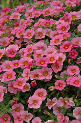 MiniFamous Compact Salmon Red Eye Calibrachoa (Calibrachoa 'MiniFamous Compact Salmon Red Eye') at Lakeshore Garden Centres