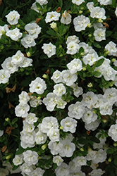MiniFamous Double Compact White Calibrachoa (Calibrachoa 'MiniFamous Double Compact White') at Lakeshore Garden Centres