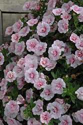 MiniFamous Double Compact Pink Calibrachoa (Calibrachoa 'MiniFamous Double Compact Pink') at Lakeshore Garden Centres