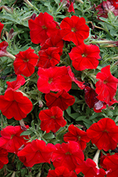 Headliner Red Petunia (Petunia 'Headliner Red') at Golden Acre Home & Garden