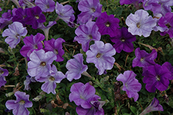 Glow Sky Blue Petunia (Petunia 'Glow Sky Blue') at Lakeshore Garden Centres