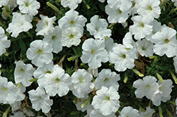 Glow Snowy White Petunia (Petunia 'Glow Snowy White') at Lakeshore Garden Centres