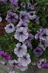 Glow Blue Vein Petunia (Petunia 'Glow Blue Vein') at Lakeshore Garden Centres
