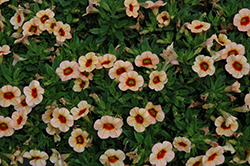 Conga Sun Kiss Calibrachoa (Calibrachoa 'Conga Sun Kiss') at Lakeshore Garden Centres