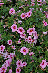 Conga Pink Kiss Calibrachoa (Calibrachoa 'Conga Pink Kiss') at Lakeshore Garden Centres