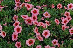 Conga Coral Kiss Calibrachoa (Calibrachoa 'Conga Coral Kiss') at Lakeshore Garden Centres