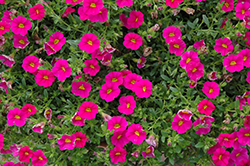 Can-Can Neon Pink Calibrachoa (Calibrachoa 'Can-Can Neon Pink') at Lakeshore Garden Centres