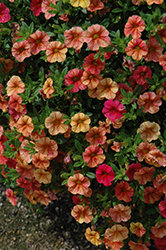 Can-Can Pink Splash Calibrachoa (Calibrachoa 'Can-Can Pink Splash') at Lakeshore Garden Centres
