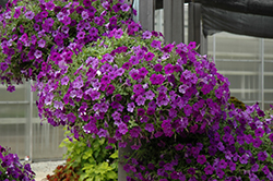 Night Sky Petunia (Petunia 'Night Sky') at Lakeshore Garden Centres