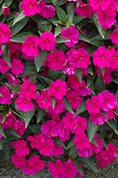 Big Bounce Violet Impatiens (Impatiens 'Balbigvio') at Lakeshore Garden Centres