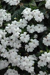 Big Bounce White Impatiens (Impatiens 'Balbigite') at Lakeshore Garden Centres
