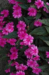 Big Bounce Lavender Impatiens (Impatiens 'Balbigaven') at Lakeshore Garden Centres