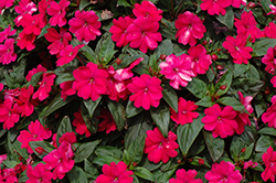 Big Bounce Cherry Impatiens (Impatiens 'Balbigbery') at Lakeshore Garden Centres